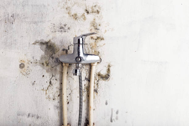 Best Emergency Mold Removal  in Eldon, MO
