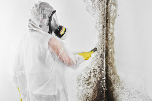 Mold Removal Process in Eldon, MO