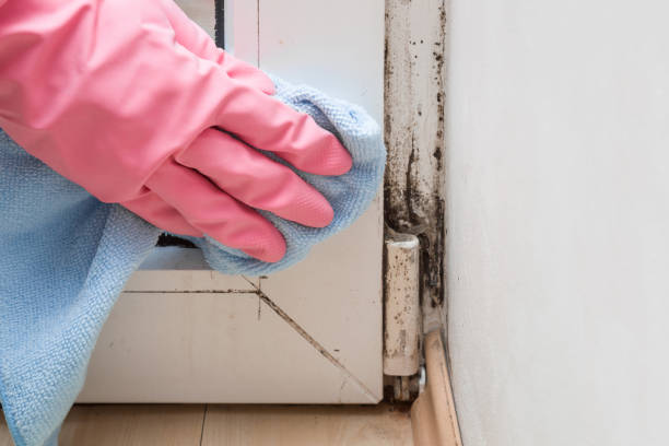 Home Mold Removal in Eldon, MO