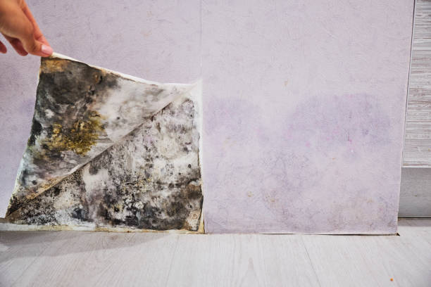 Mold Removal and Inspection in Eldon, MO